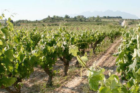 Penedès nord. Eix