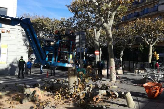 Pla general d'un dels arbres de la Rambla del Vendrell durant el seu procés de retirada. Ajuntament del Vendrell