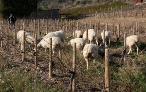 Pla general d'un ramat d'ovelles pasturant en una vinya del Penedès en època de poda, amb el pastor al fons