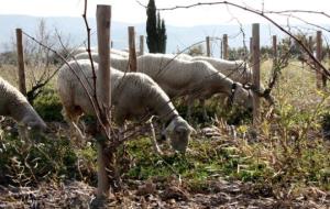 Pla sencer de dues ovelles que netegen les vinyes en època de poda. ACN