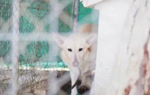 Posen en marxa una campanya per ajudar la Protectora d'Animals i Plantes del Garraf. EIX