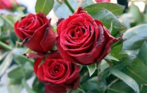 Primer pla de tres roses en una parada de Sant Jordi 2015. ACN