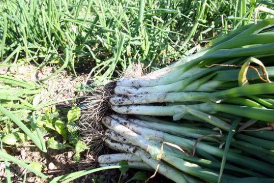 Primer pla d'un manat de calçots acabats d'arrencar, sobre la terra, al costat d'una filera de motes, en una finca de Valls. ACN