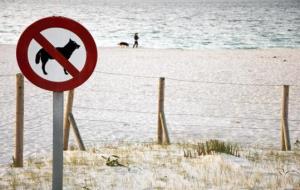 Prohibicion de perros en la playa . Eix