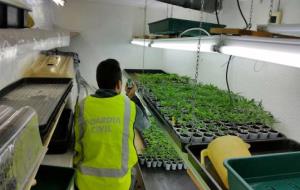 Quatre persones detingudes per dues plantacions de marihuana a Segur de Calafell. Guàrdia Civil