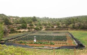 Recuperació de la col brotonera o espigall al Parc del Garraf. Diputació de Barcelona