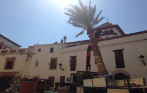 Sitges planta una nova palmera a la plaça de l’Ajuntament. Ajuntament de Sitges