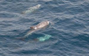 Tècnics de la Generalitat han fet censos durant tres anys de la fauna marina del mediterrani català i balear. Generalitat de Catalunya