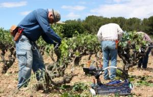 Torres reprodueix 'in vitro' varietats de vinya recuperades de l'antiguitat per reintroduir-les a Catalunya. ACN