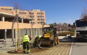 Treballs de reposició d’arbrat viari a Vilafranca. Ajuntament de Vilafranca