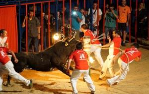 Un dels bous embolats del concurs que va tenir lloc al concurs de Sant Jaume d'Enveja el passat 25 de juny. ACN/ AnimaNaturalis
