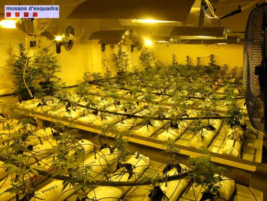 Un dels hivernacles utilitzats per cultivar marihuana a Sant Quintí de Mediona. Mossos d'Esquadra