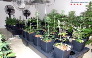 Un dels hivernacles utilitzats per cultivar marihuana a Sant Quintí de Mediona