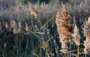 Un estudi geològic permetrà recrear com era l’espai natural de Les Madrigueres fa més de 12.000 anys