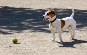Un gos jugant amb una pilota en un parc de Sitges
