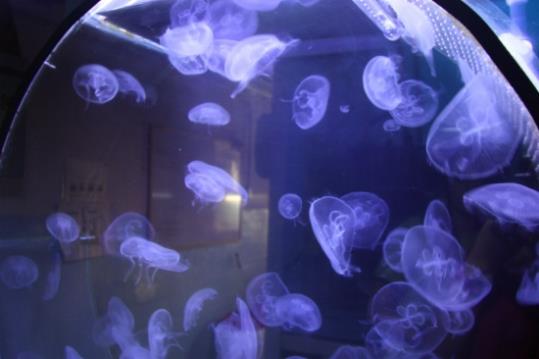 Un grup de meduses de l'espècie 'Aurelia Aurita'. ACN