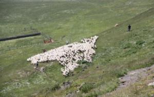 Un ramat fent la transhumància cap a la muntanya, al Pallars Sobirà. ACN