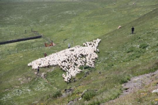Un ramat fent la transhumància cap a la muntanya, al Pallars Sobirà. ACN