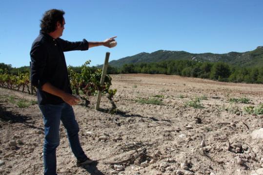 Una nova vinya i el trasllat de l’elaboració a la Finca Viladellops garanteixen la continuïtat de la Malvasia de Sitges. ACN