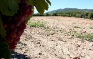 Una nova vinya i el trasllat de l’elaboració a la Finca Viladellops garanteixen la continuïtat de la Malvasia de Sitges