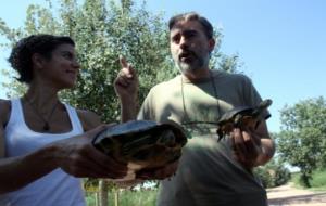 Una tècnica sosté un exemplar de tortuga de Florida, espècie invasora a Catalunya, i a la dreta un tècnic sosté un exemplar de la tortuga d'estany. AC