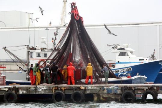 Uns mariners movent les xarxes per recollir el peix blau capturat, al Serrallo, a Tarragona. ACN