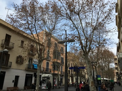 Vilanova comença la setmana vinent comença la poda dels plataners de la rambla. Ajuntament de Vilanova