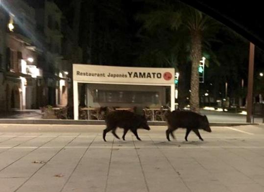 Visita inesperada de dos senglars al passeig marítim de Vilanova. @ciutadavng