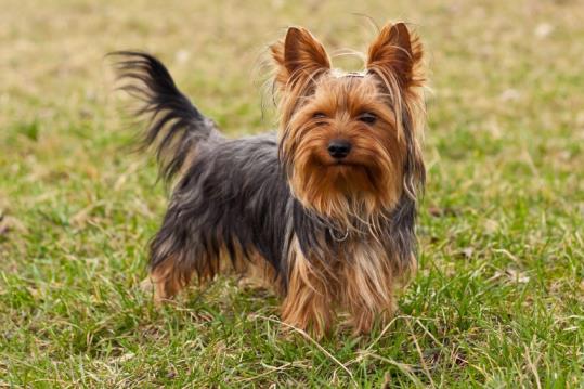 Yorkshire-Terrier. EIX