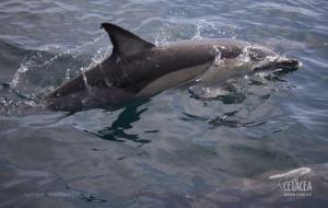 Albiren per sorpresa un grup d'uns deu dofins de musell curt a la costa del Garraf. Associació Cetàcea