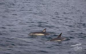 Albiren per sorpresa un grup d'uns deu dofins de musell curt a la costa del Garraf