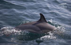 Albiren per sorpresa un grup d'uns deu dofins de musell curt a la costa del Garraf