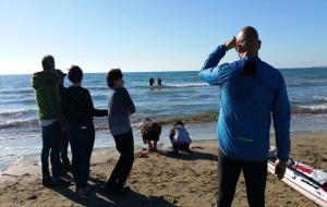 Apareix un dofí ratllat encallat a la platja de Vilanova