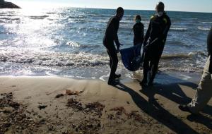 Apareix un dofí ratllat encallat a la platja de Vilanova