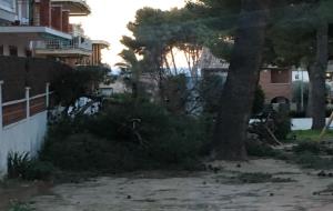 Arbres caiguts a Cunit pel temporal de vent d'aquesta nit