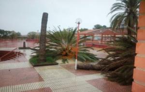 Arbres caiguts després del temporal a Calafell. Ajuntament de Calafell