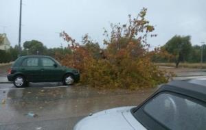 Arbres caiguts després del temporal a Calafell