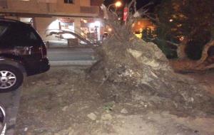 Arbres i altres objectes arrencats pel fort vent al Vendrell. Policia local del Vendrel