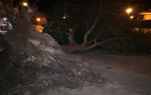 Arbres i altres objectes arrencats pel fort vent al Vendrell