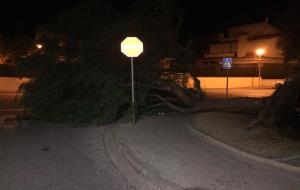 Arbres i altres objectes arrencats pel fort vent al Vendrell