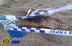 Arriba un dofí mort a la platja del Vendrell