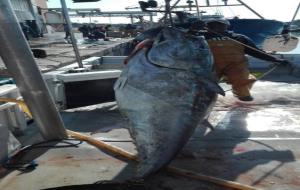 Arriba una pesquera de més de 4 tones de tonyines vermelles al port de Vilanova