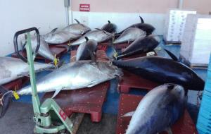 Arriba una pesquera de més de 4 tones de tonyines vermelles al port de Vilanova