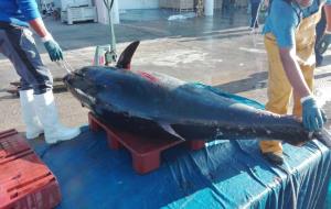 Arriba una pesquera de més de 4 tones de tonyines vermelles al port de Vilanova