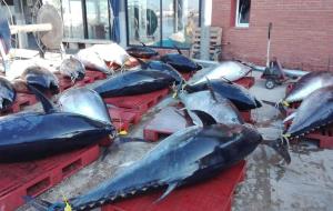Arriba una pesquera de més de 4 tones de tonyines vermelles al port de Vilanova. EIX