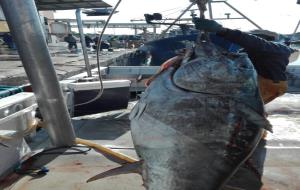 Arriba una pesquera de més de 4 tones de tonyines vermelles al port de Vilanova