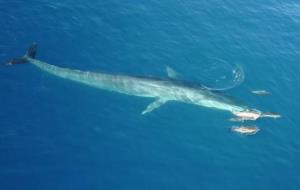 Capten una balena nedant amb un grup de dofins a la costa del Garraf. Edmaktub