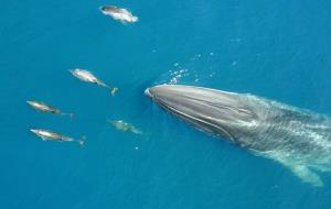 Capten una balena nedant amb un grup de dofins a la costa del Garraf