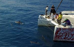 Capten una balena nedant amb un grup de dofins a la costa del Garraf