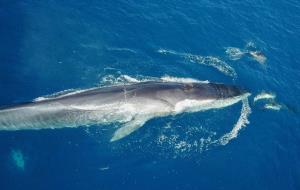 Capten una balena nedant amb un grup de dofins a la costa del Garraf